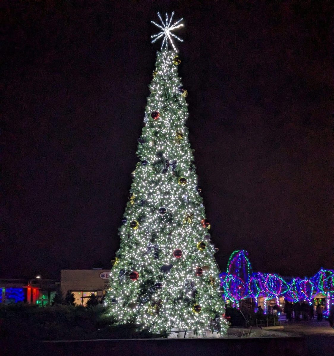 A tree at the zoolights